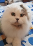 Isabel 