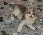 Eliza Soft Dream 